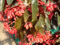 Dragon Wing Red Begonia / Begonia 